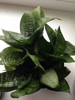 Сансевьера