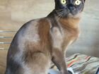 Бурманский котик