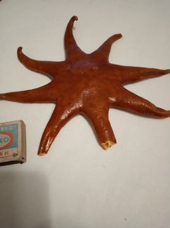 Морская звезда