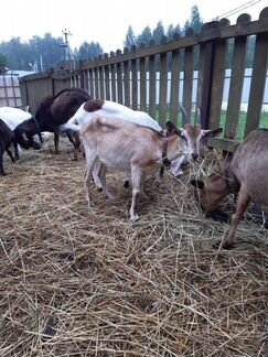 Альпийские, зааненские козы - фотография № 2