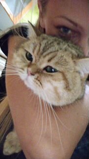 Кот на вязку