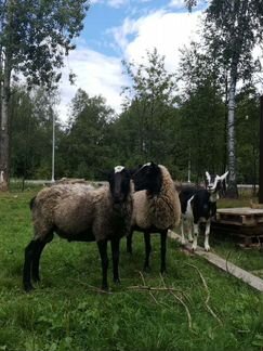 Продам овец романовской породы - фотография № 4