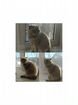 Шотланская кошка вислоухая объявление продам