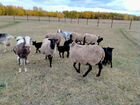 Овцы, козы объявление продам
