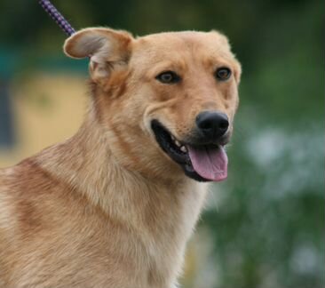 Возьми собаку из приюта