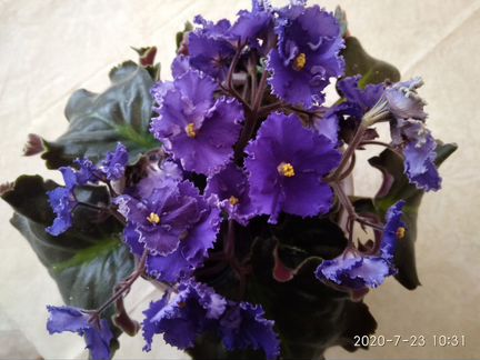 Узамбарская фиалка