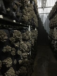 Большая роботизированная грибная ферма (вешенка)