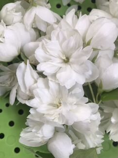 Цветки жасмина сушеные