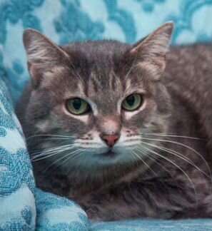 Кошечка Тася - ласковая и скромная