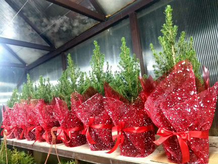 Ель в горшке 60см