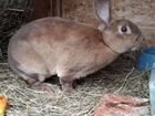 Кролики породы Рекс объявление продам