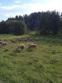Овцы, ярки, бараны - фотография № 2