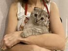Шатландский вислоухий кот на вязку