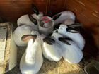 Кролики разных возрастов объявление продам