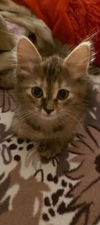 Кошка