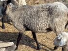 Овца овечка романовская