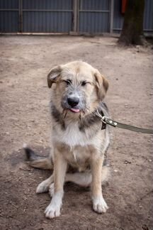 Общительная Клёпа ищет дом