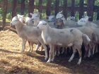 Катумские овцы объявление продам