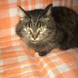 Кот метис сибирского в дар 2 года