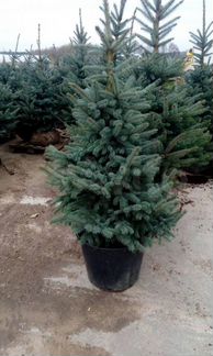 Ели голубые в горшках
