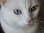 Кошка альбинос