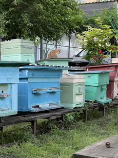 Продаю пчёл, Пчёлосемьи, улья