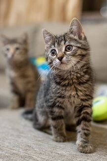 Котёнок Степа в добрые руки