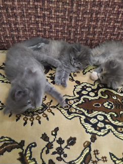 Отдадим в добрые руки