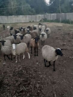 Продам овцы - фотография № 3