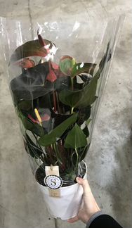 Антуриум Андреанум Рейнбоу Чемпион. Доставка