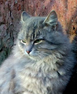 Котя - ласковый пушистик