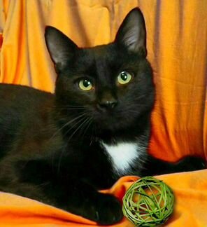 Сэр Чарли, котик в дар