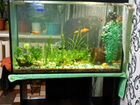 Продам аквариум 120 л., рыбки, растения, улитки, г