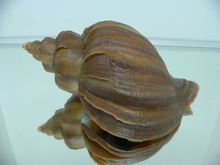 Морская раковина (ракушка) - Neptunea contricta