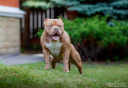 Американский Булли Вязка