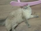 Невский маскарадный кот Бесплатно объявление продам