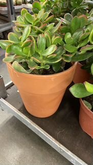 Толстянка/ Крассула Сансет в керамике / Денежное д