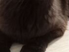 Кошка Мейн Кун (Паспорт, прививка) объявление продам