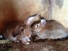Кролики фландр 4х месячные