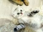 Кошки котята британские объявление продам