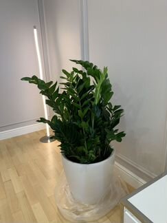 Замиокулькас замиелистный