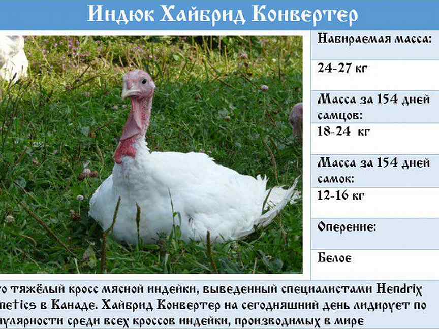 Хайбрид конвертер вес таблица