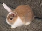 Декоративный кролик бесплатно объявление продам
