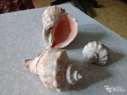 Морские ракушки