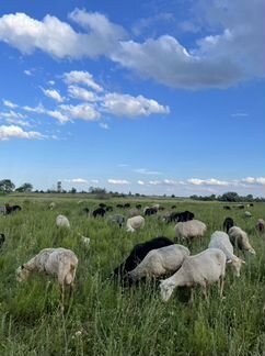 Бараны, овцы (Самара-Новокуйбышевск) - фотография № 1
