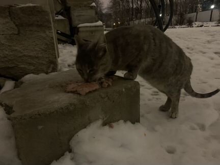 Кот в сапогах