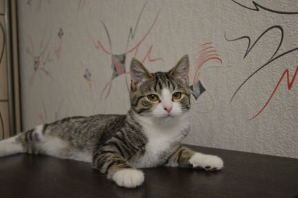Привитый котенок в добрые руки