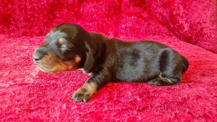 Щенки таксы к рождеству