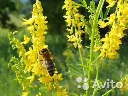 Семена донника белого (1кг)