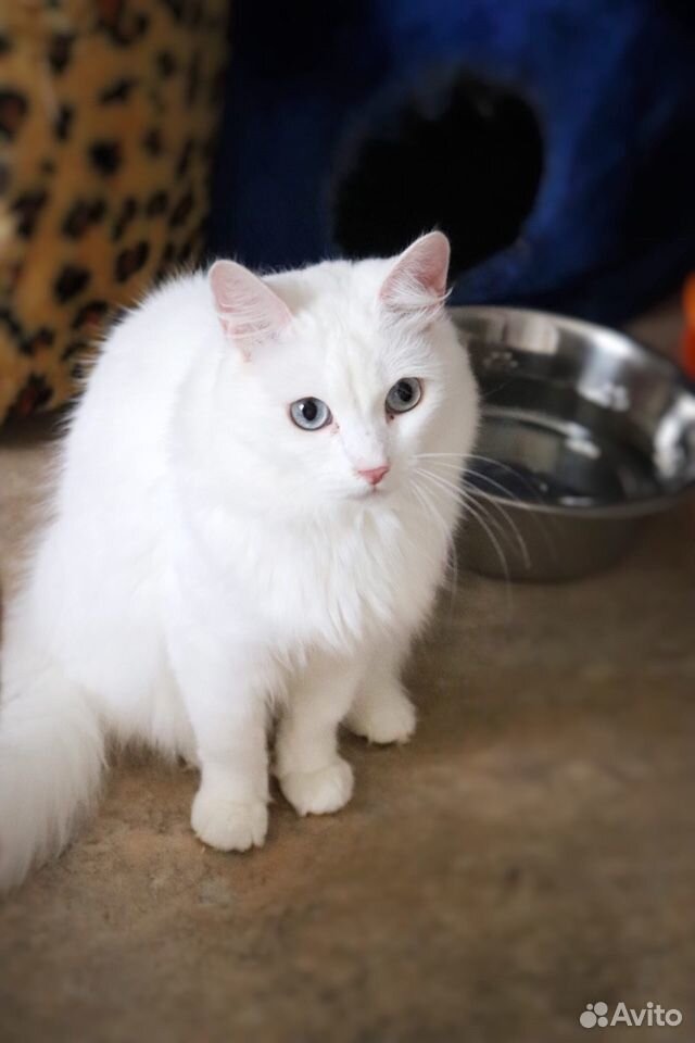 Кошка Мерилин, стерилизована